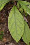 Southern spicebush <BR>Pondberry